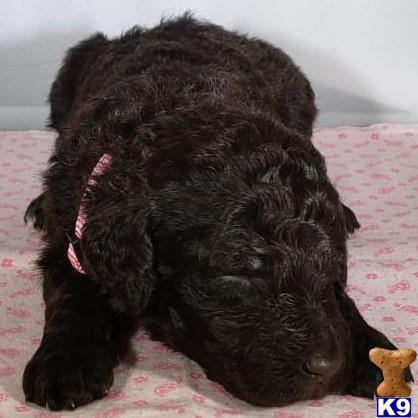 a black poodle dog lying on a pink blanket