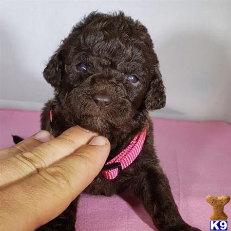 a person holding a small poodle dog