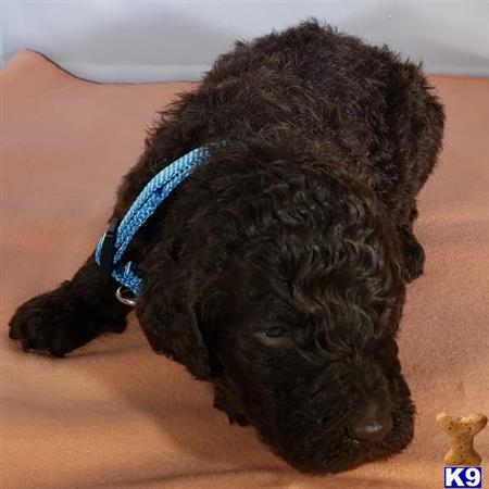 a poodle dog lying on the floor