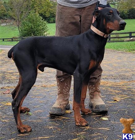 a doberman pinscher dog standing on a persons legs