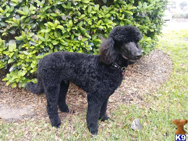 a black poodle dog standing in front of a bush