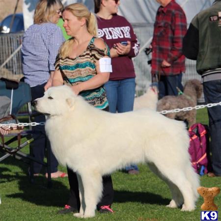 a person holding a white great pyrenees dog