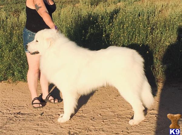 a great pyrenees dog standing on dirt