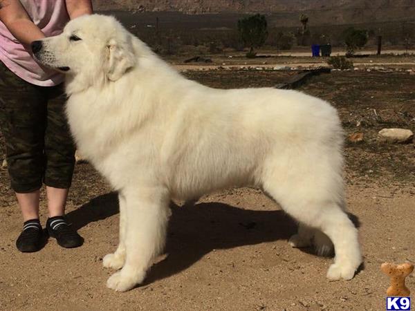 a great pyrenees dog standing on a sidewalk