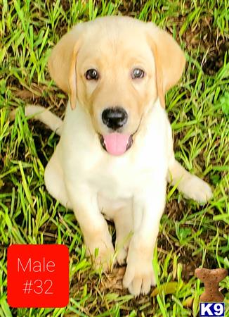 Male Yellow Lab