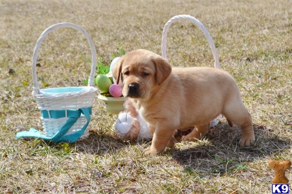 a labrador retriever dog lying in the grass next to a basket of eggs