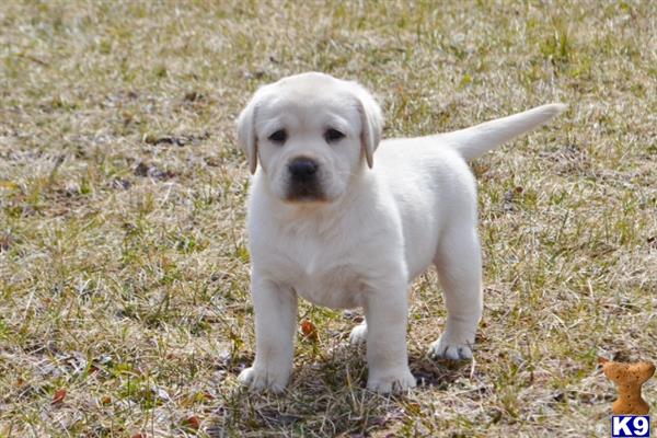 a white labrador retriever puppy standing in a grassy area