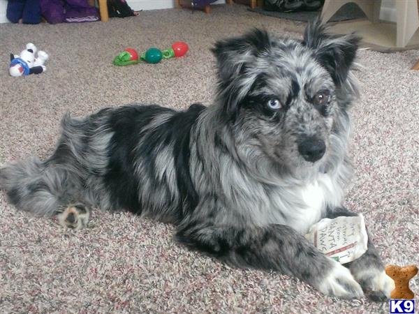 a australian shepherd dog lying on the carpet