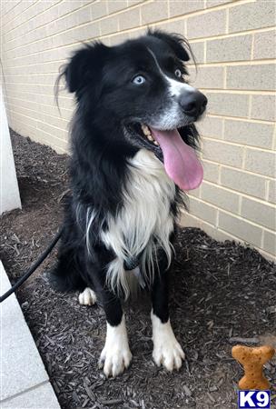 a australian shepherd dog sitting on the ground