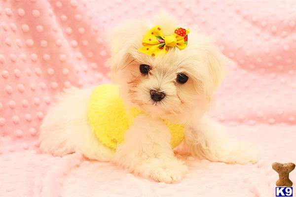 a maltese dog wearing a yellow flower crown