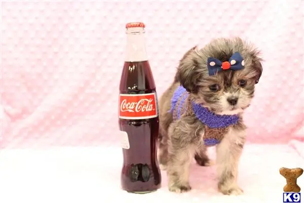 a maltese dog wearing a bow tie and a bottle of soda