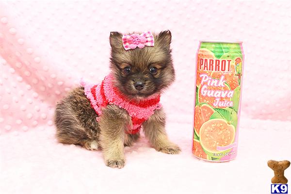 a pomeranian dog wearing a pink sweater and sitting next to a can of food