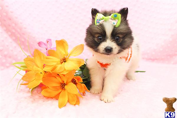 a pomeranian dog wearing a crown and sitting next to flowers