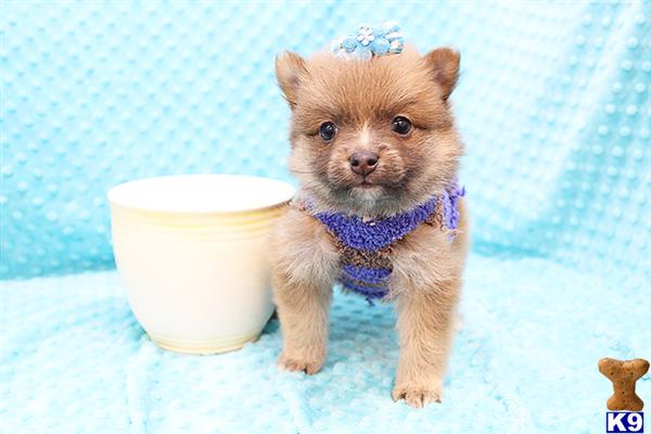 a small pomeranian puppy with a bow tie