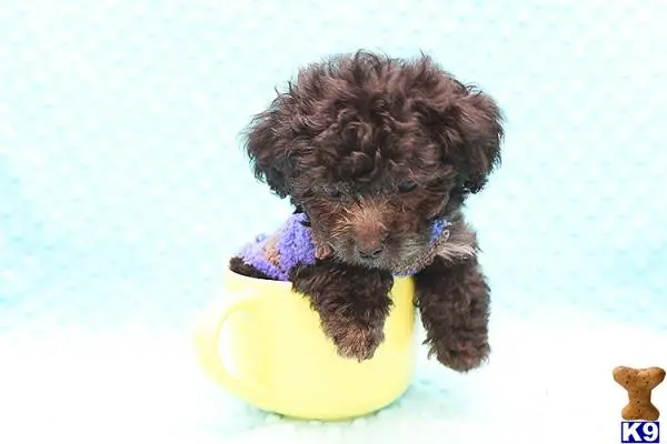 a poodle dog sitting in a yellow bowl