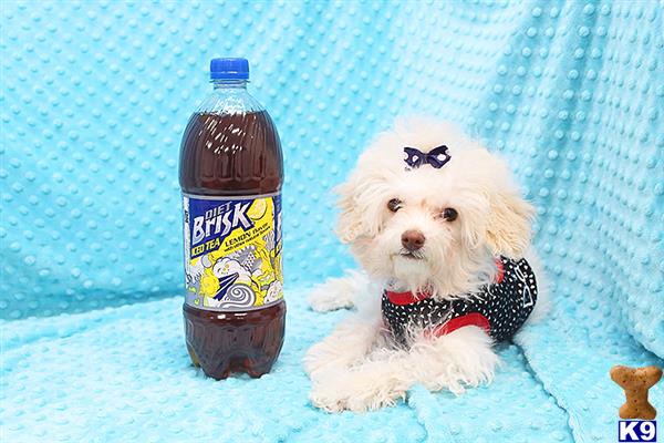 a poodle dog wearing a bow tie and sitting next to a bottle of alcohol