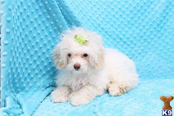 a white poodle puppy lying on a blue blanket