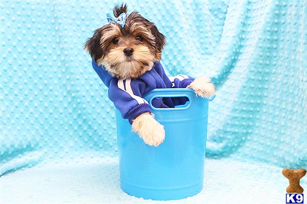 a poodle dog in a blue bucket