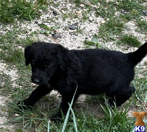 a black german shepherd dog walking on grass