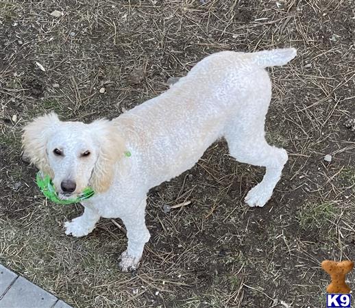 a white poodle dog with a green object in its mouth