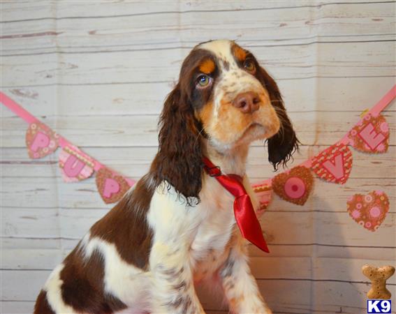 a english springer spaniel dog wearing a bow tie