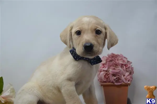 a labrador retriever dog wearing a bow tie