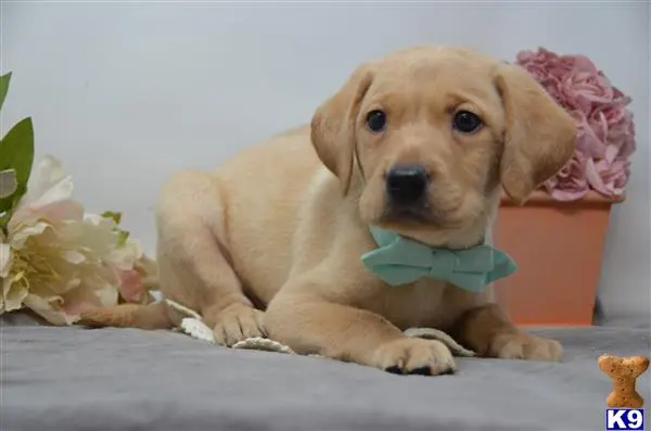 a labrador retriever puppy wearing a bow tie