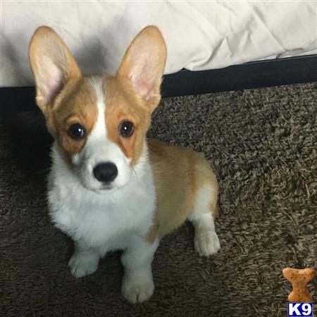 a pembroke welsh corgi dog sitting on the carpet