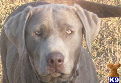 a labrador retriever dog with a sad face