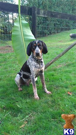 a bluetick coonhound dog sitting in the grass