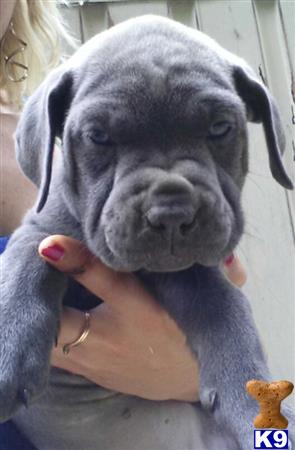 a cane corso dog with a persons hand on its chest