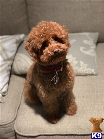 a poodle dog sitting on a couch