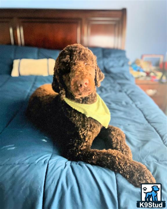 a goldendoodles dog lying on a bed