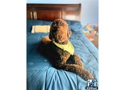 a goldendoodles dog lying on a bed