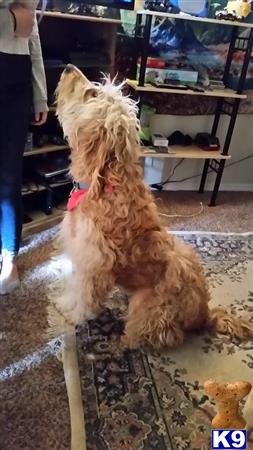 a goldendoodles dog sitting on a chair