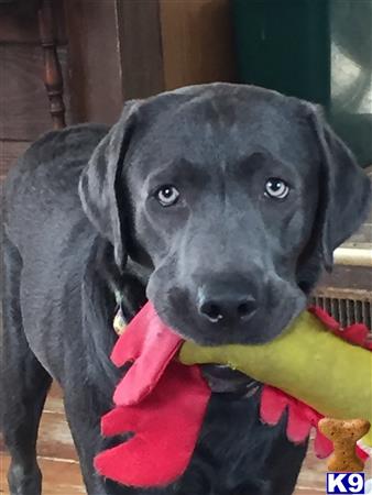 a black labrador retriever dog with a red scarf