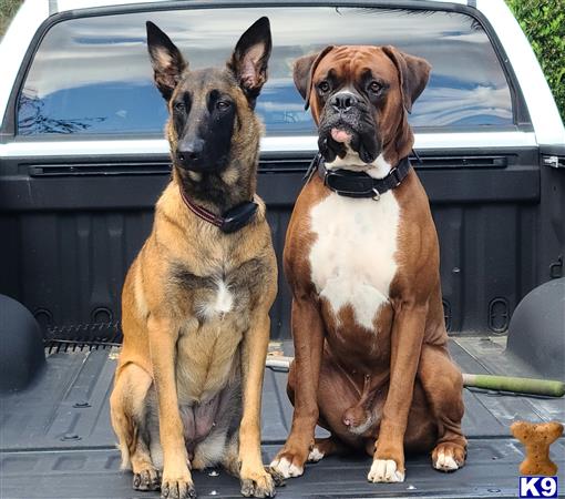 two boxer dogs sitting in the back of a car