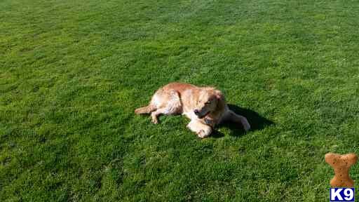 a golden retriever dog lying on grass