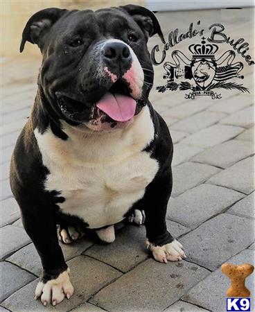 a american bully dog sitting on the ground