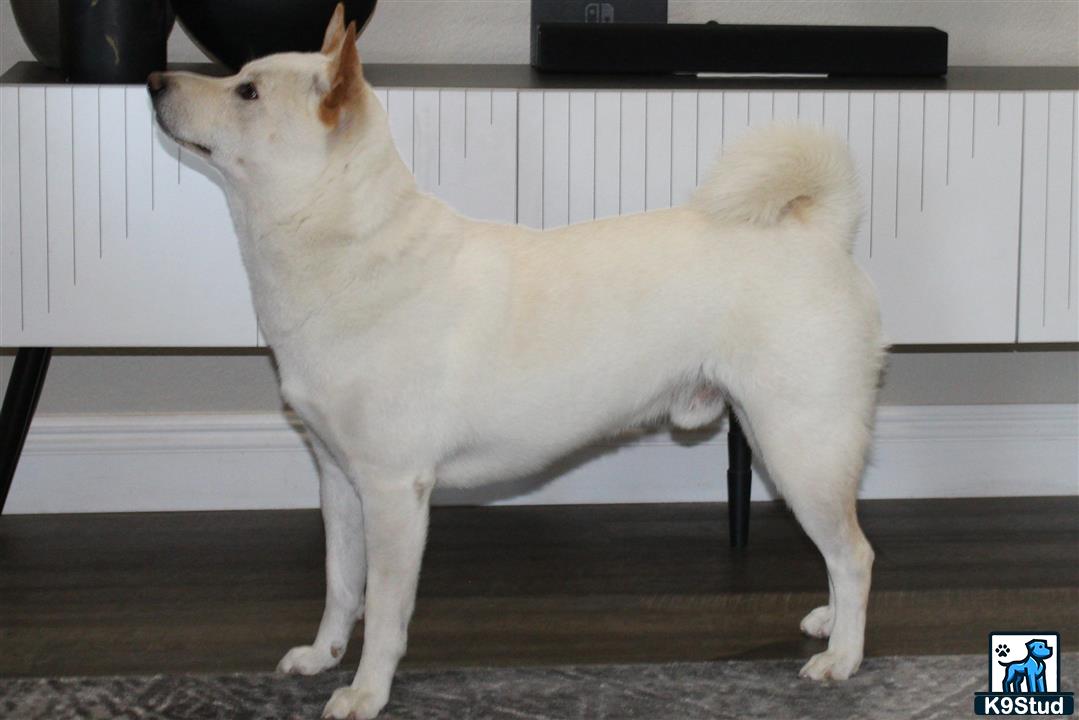 a shiba inu dog standing on a bench