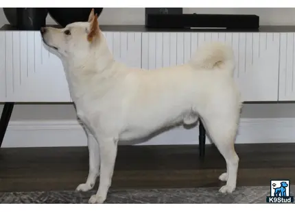 a shiba inu dog standing on a bench