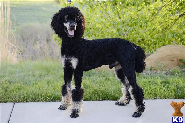 a black and white poodle dog