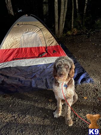 a aussiedoodle dog sitting next to a tent
