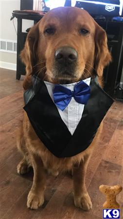 a golden retriever dog wearing a bow tie