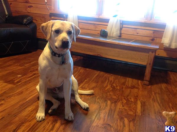 a labrador retriever dog sitting on a wood floor