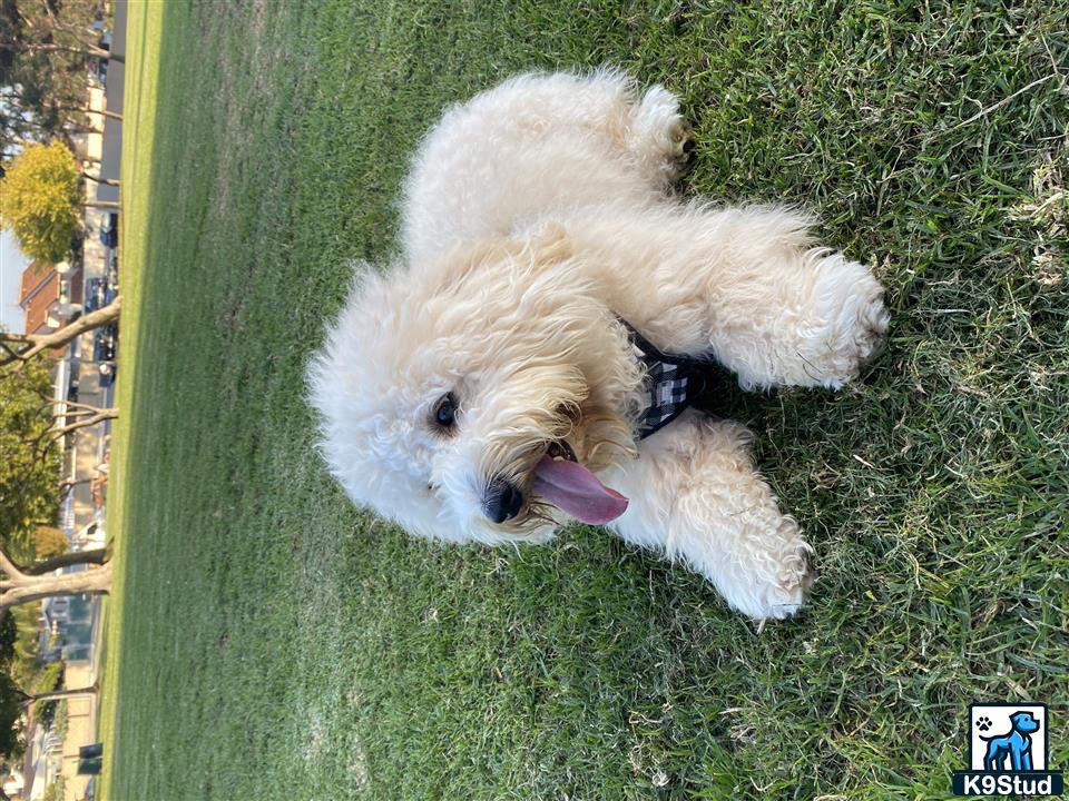 a goldendoodles dog lying in the grass