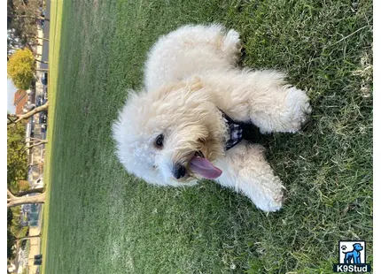 a goldendoodles dog lying in the grass