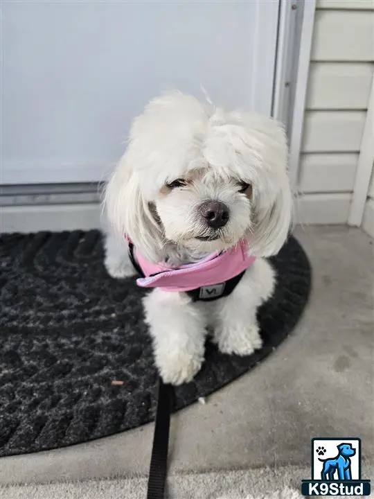 Maltese female dog