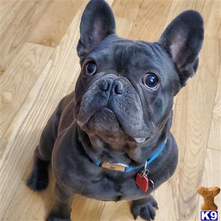 a black french bulldog dog with a blue collar