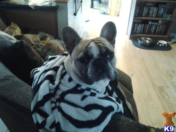 a french bulldog dog sitting on a couch